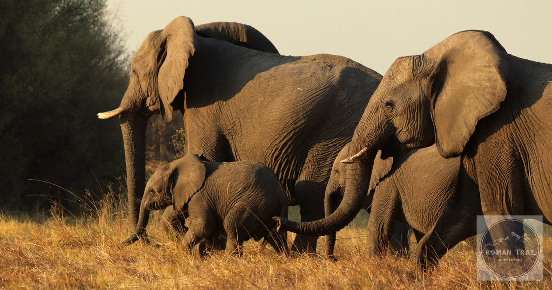 Elephant family at golden hour in Zimbabwe's Hwange National Park