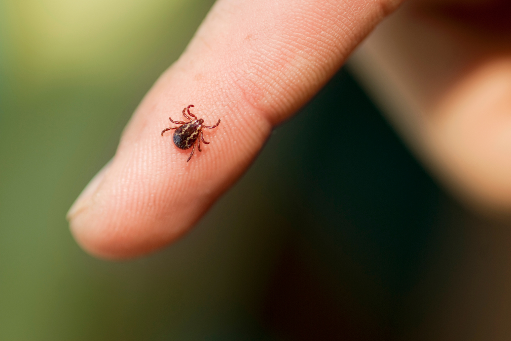 How to Protect Yourself From Ticks and Lyme Disease While Hiking and Camping