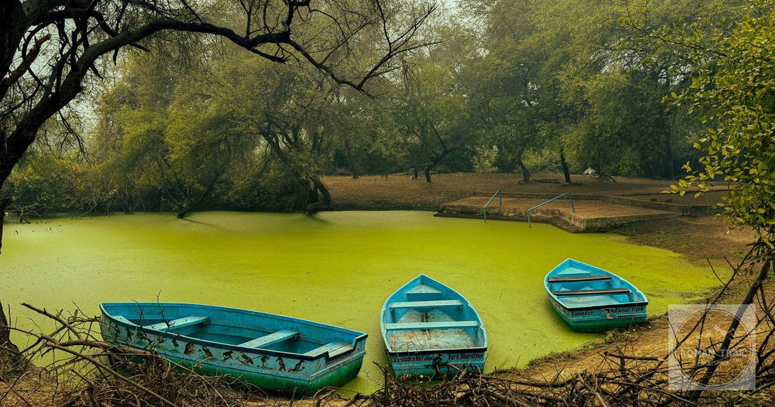 Blue boats float quietly on algae-covered water at Keoladeo National Park, Bharatpur, India.