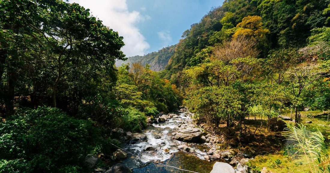 A stream running through the green rainforest at Boquete, Panama