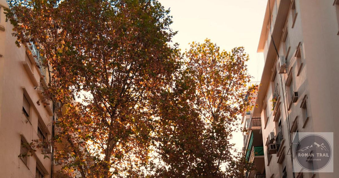 Golden hour sunlight through tree-lined Palermo street, Buenos Aires packing list for women by Roman Trail Outfitters