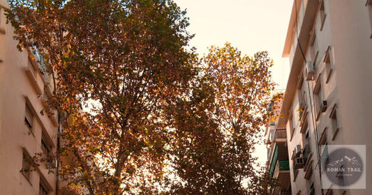 Golden hour sunlight through tree-lined Palermo street, Buenos Aires packing list for women by Roman Trail Outfitters