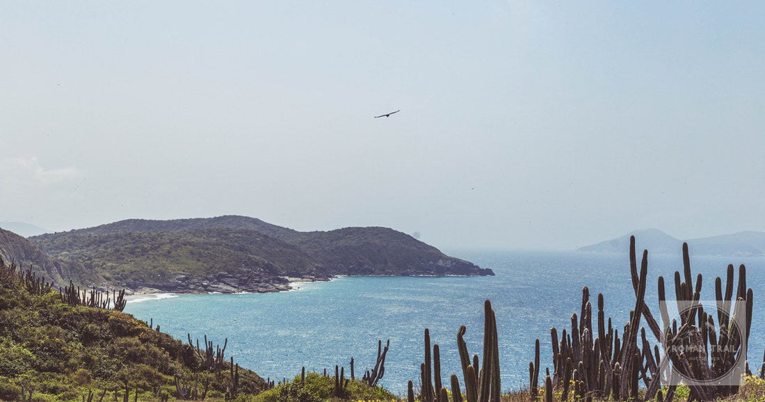 Picturesque view of Cabo Frio's coastline with lush hills, cacti, and birds flying above the ocean.
