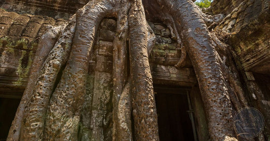 Ancient tree roots enveloping the stone ruins of Ta Prohm temple, Cambodia