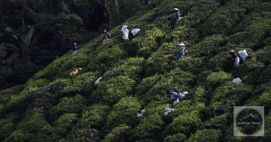 Workers harvesting tea leaves in the Cameron Highlands, Malaysia