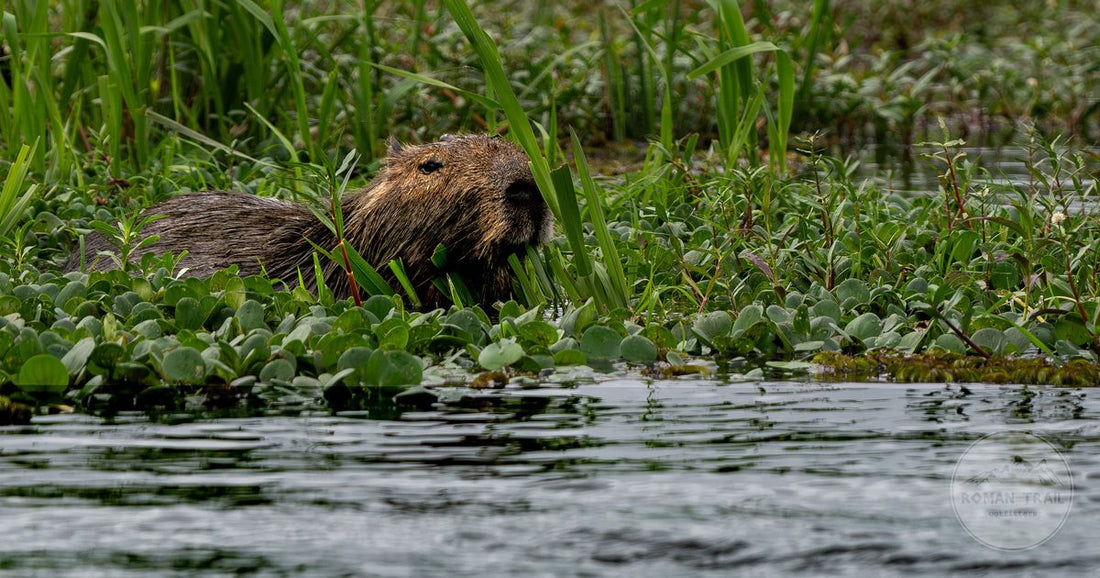 A capybara in the wetlands of Corrientes, Argentina