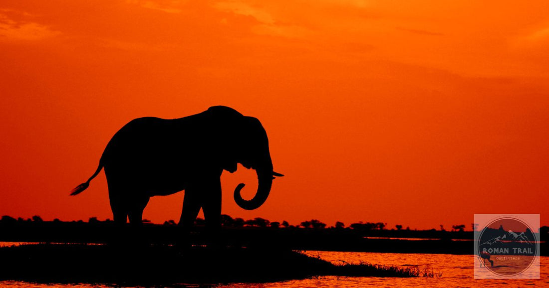 Elephant silhouette at sunset in Chobe, Botswana