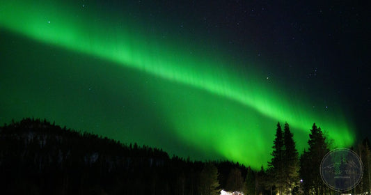 The Northern Lights glowing green above a snow-covered forest in Lapland, Finland