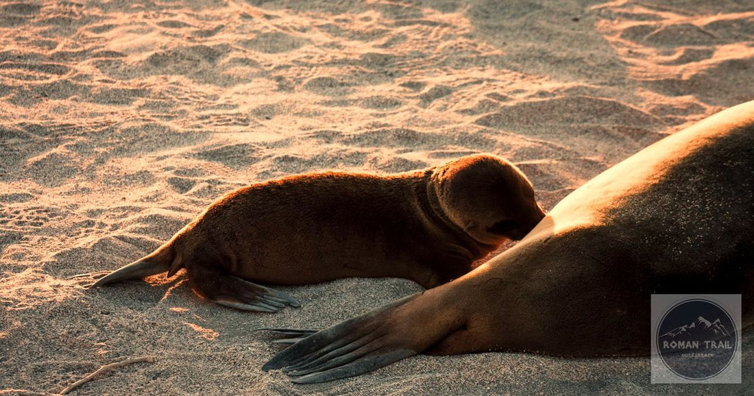 Sea lion pup nuzzling its mother in warm golden sunset light on a Galapagos beach, featured image for a Galapagos packing list for women