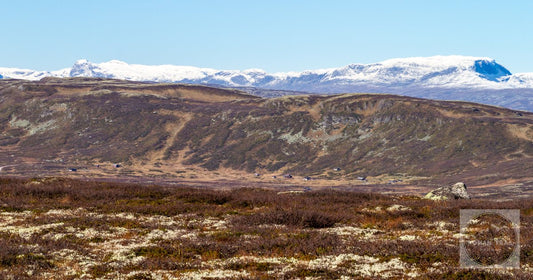 Heather and lichen on the Hardangervidda upland above Geilo, Norway