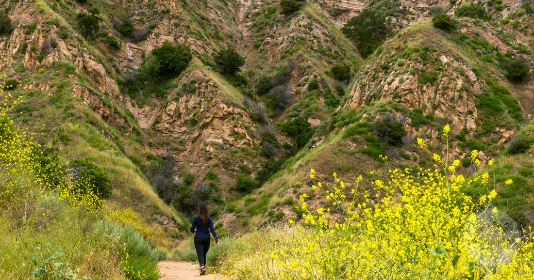 A woman hiking a mountain trail among green and yellow wildflowers