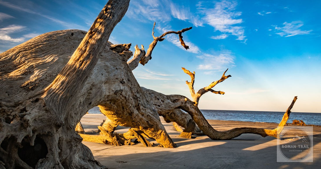 Driftwood Beach on Jekyll Island at sunset, where the eroding north end has left dead live oaks standing on the sand.