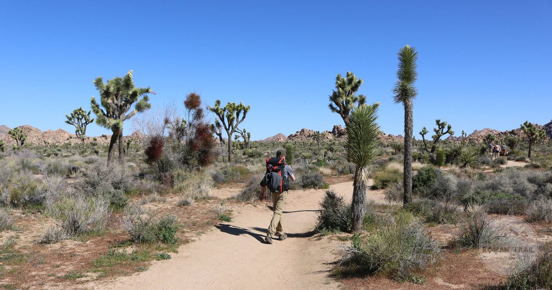 A hiker on a desert path among Joshua trees in Joshua Tree National Park