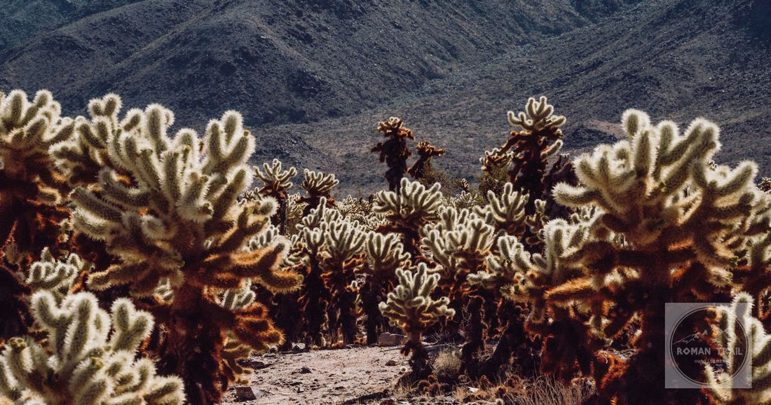 Cholla cacti in the desert at Joshua Tree National Park, California