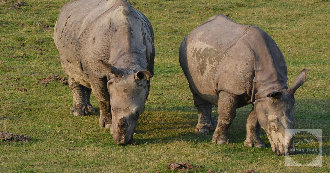 Two Indian rhinoceroses grazing on grass in Kaziranga National Park, Assam, India during daytime.