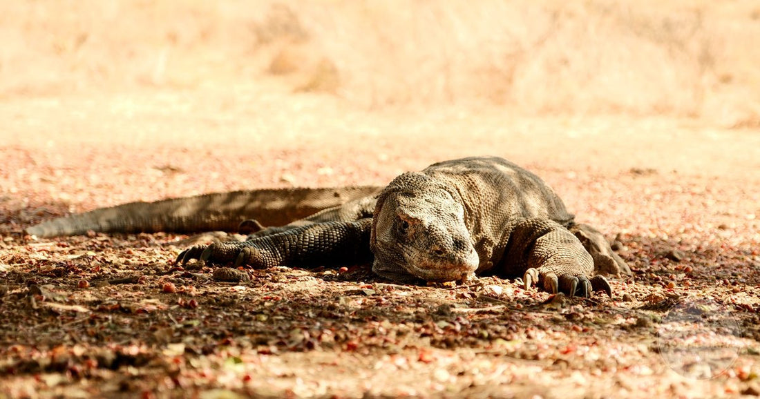 A Komodo dragon basking in the sun on Komodo Island, Komodo packing list for women by Roman Trail Outfitters