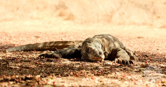 A Komodo dragon basking in the sun on Komodo Island, Komodo packing list for women by Roman Trail Outfitters