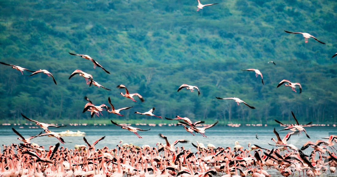 A flock of flamingos on Lake Nakuru, Kenya