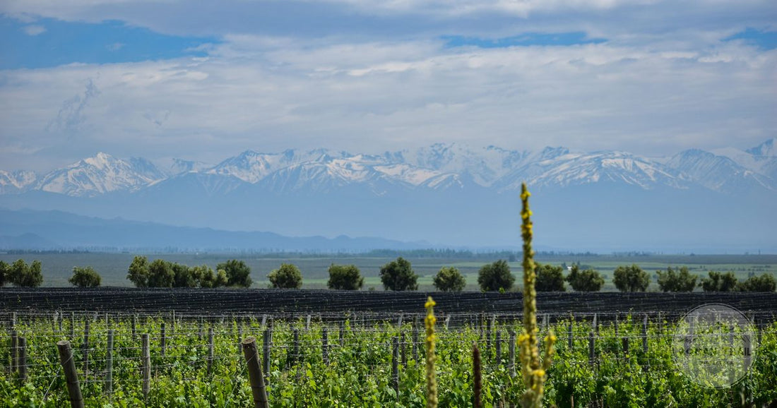 Rows of vines in Mendoza with the snow capped Andes rising behind them, Mendoza packing list for women by Roman Trail Outfitters