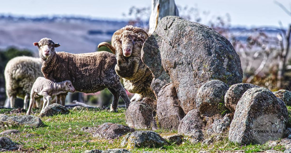 Merino sheep and lambs grazing near rocks in the Australian countryside