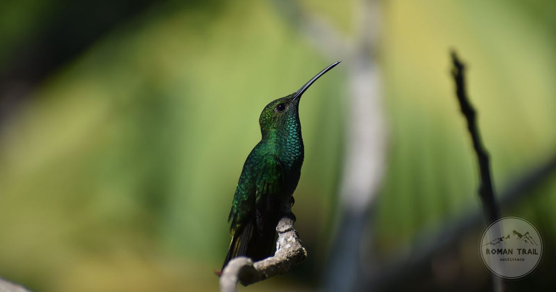 A green hummingbird perched on a branch at Minca, Colombia