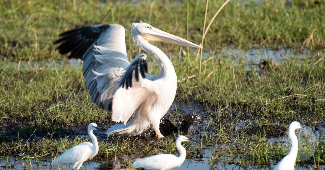 A great white pelican landing among egrets in the Okavango Delta, Botswana