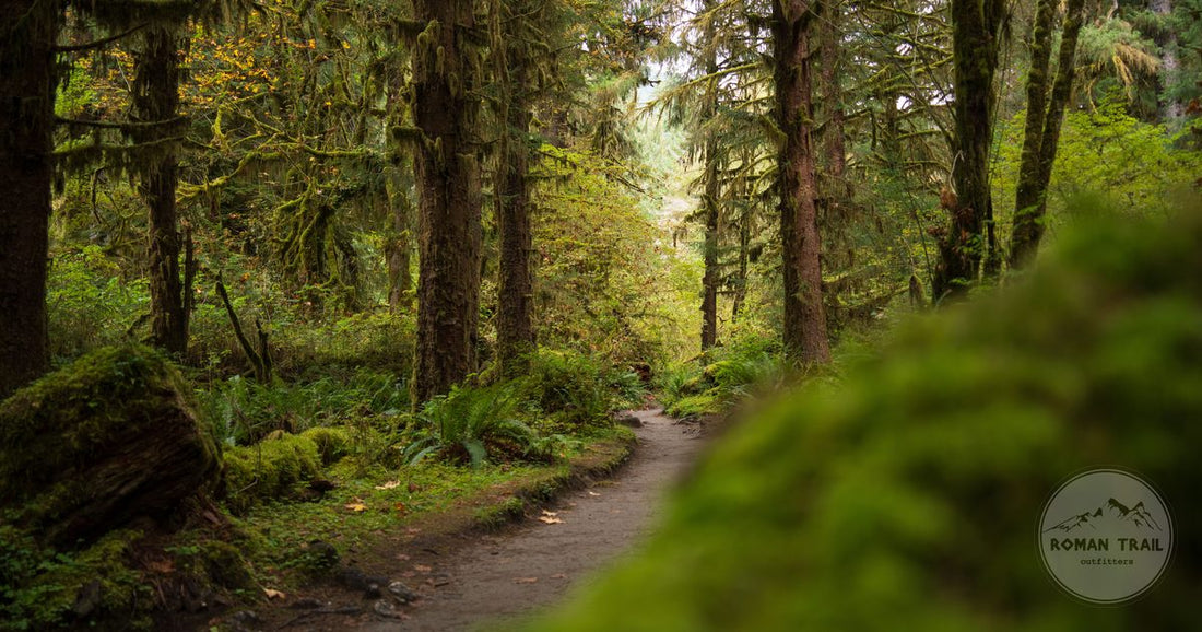 A moss covered trail through the rainforest in Olympic National Park