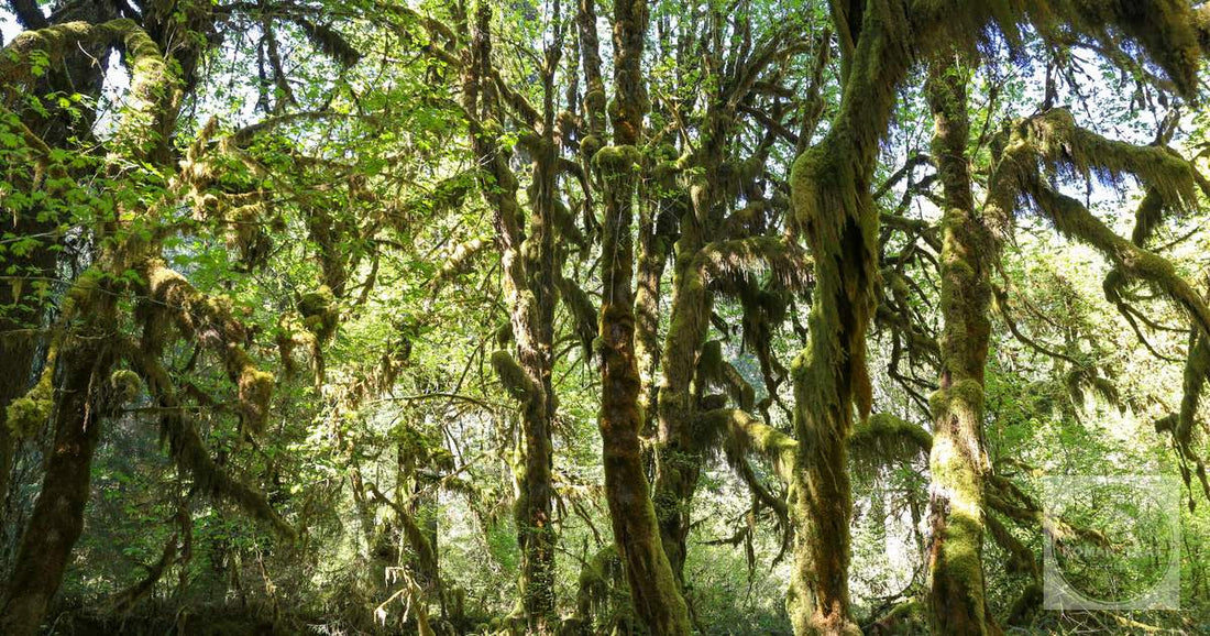 Moss covered trees in the Hoh Rain Forest, Olympic National Park, Washington