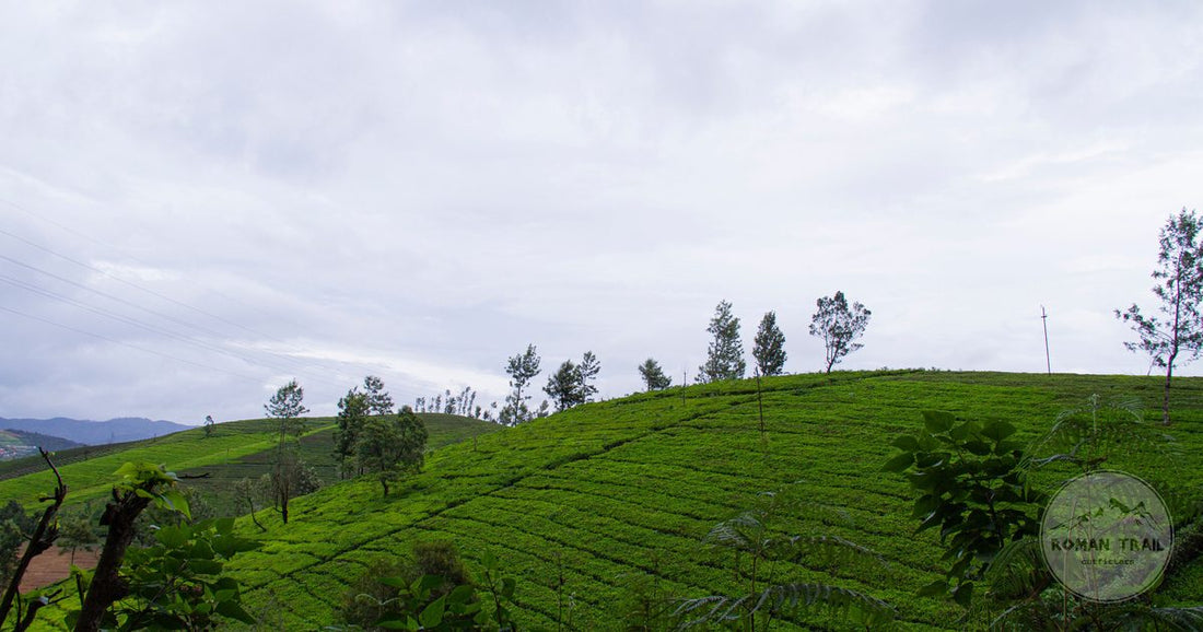Green tea plantations on rolling hills at Ooty, Tamil Nadu, India