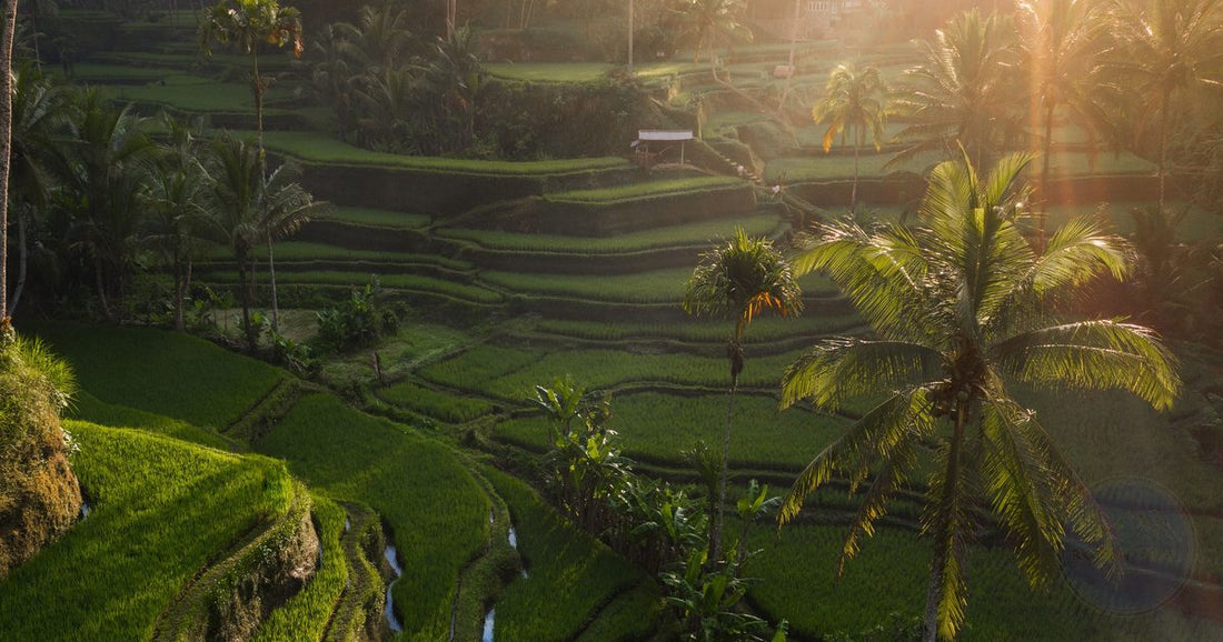 Golden sunlight filtering through palm trees over the Tegallalang rice terraces in Ubud, Bali, women's travel destination