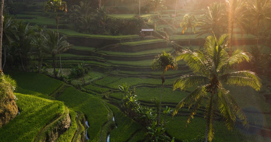 Golden sunlight filtering through palm trees over the Tegallalang rice terraces in Ubud, Bali, women's travel destination