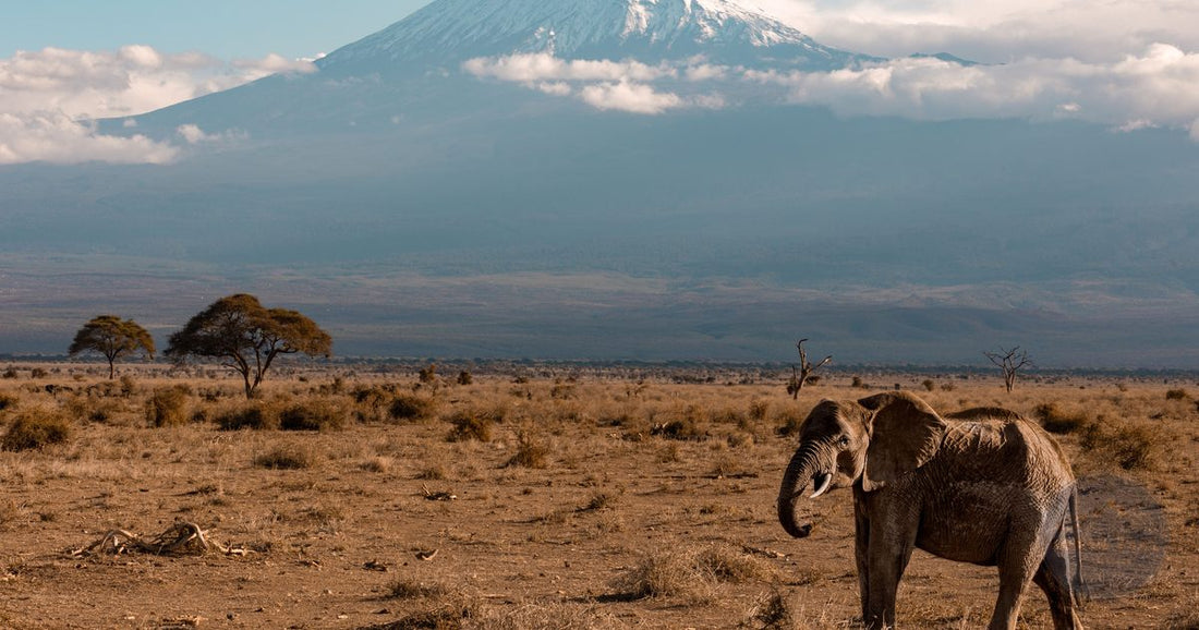 African elephant grazing beneath the snow-capped peak of Mount Kilimanjaro in Amboseli, Kenya, women's packing list by Roman Trail Outfitters