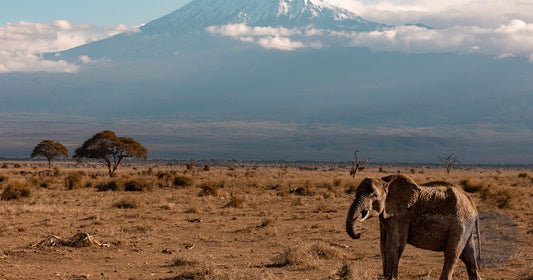 African elephant grazing beneath the snow-capped peak of Mount Kilimanjaro in Amboseli, Kenya, women's packing list by Roman Trail Outfitters