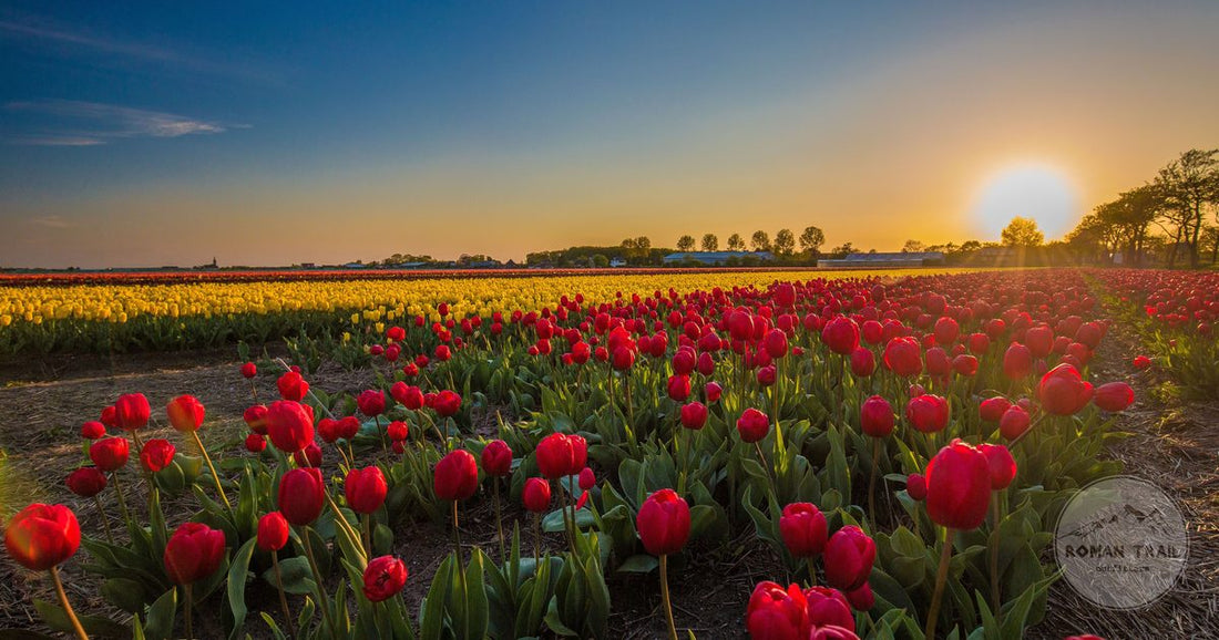 Netherlands packing list for women, tulip fields at sunrise