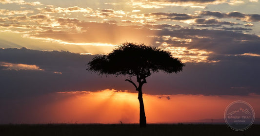 Lone acacia tree silhouetted at sunset on the Tanzanian savanna, women's packing list destination