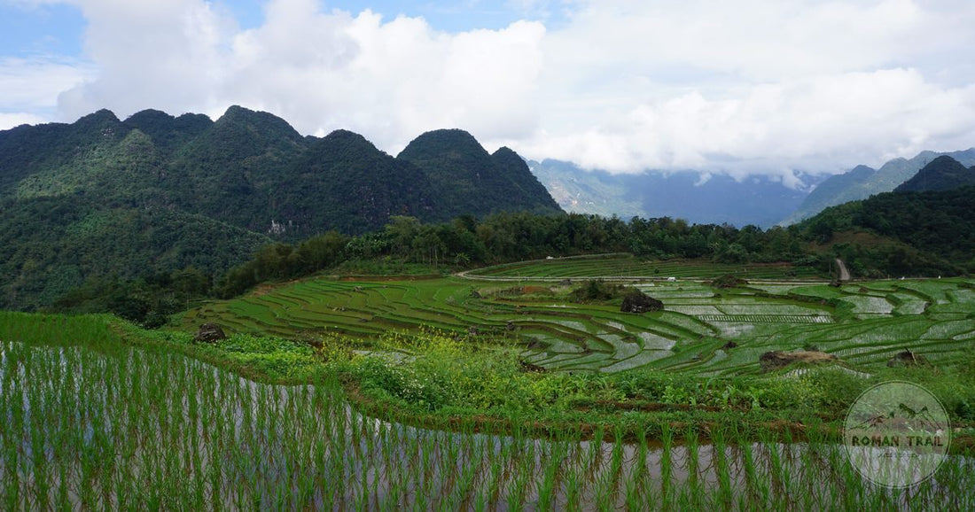 Terraced rice fields in the Pu Luong Nature Reserve, Vietnam