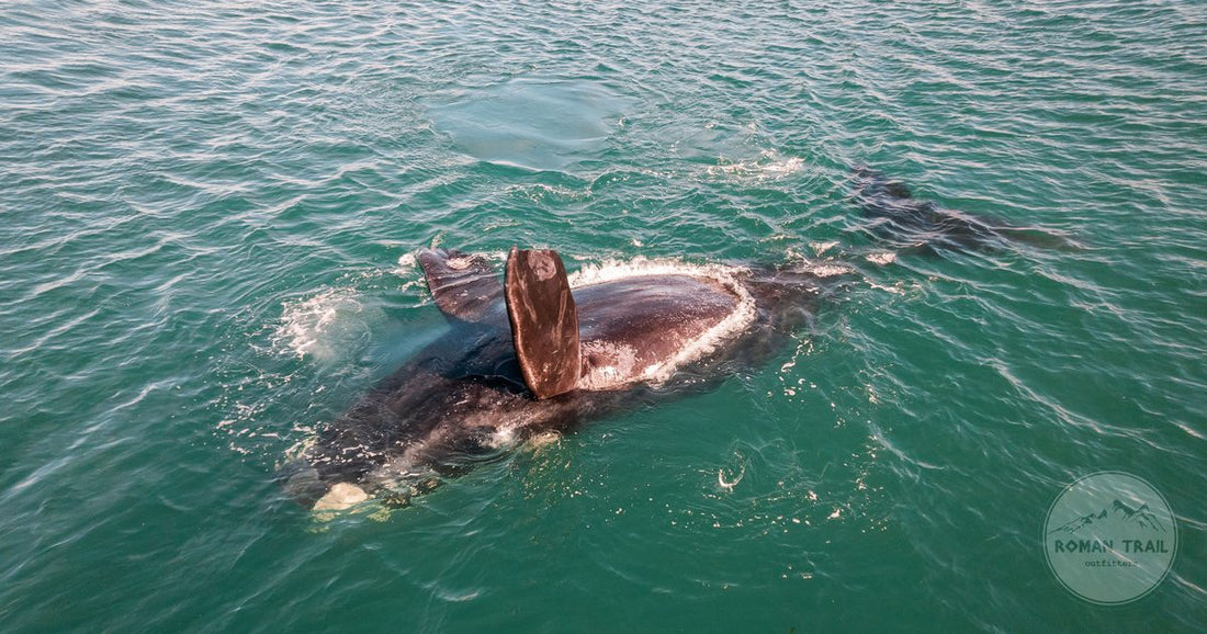 A southern right whale in the clear water off Puerto Madryn, Argentina