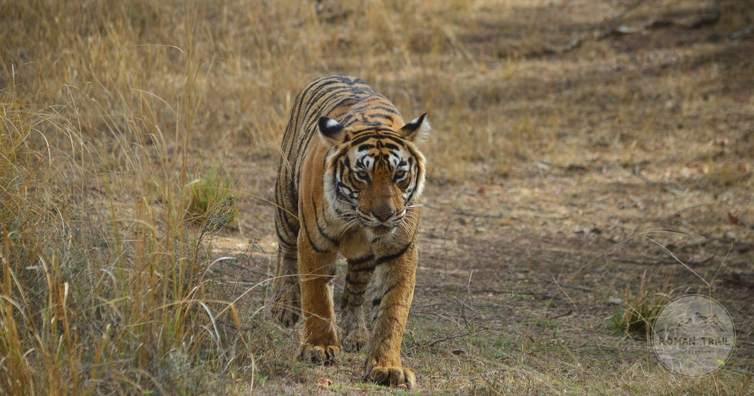 A Bengal tiger in the grassland at Ranthambhore Fort, India