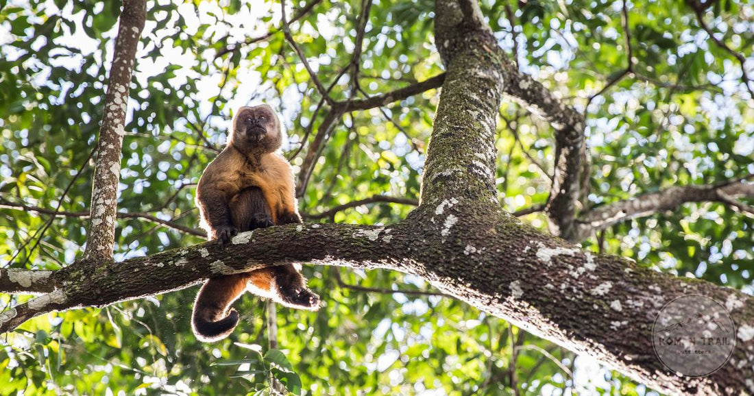 A capuchin monkey on a branch in Bolivian rainforest, the wildlife that draws travellers to the Beni lowlands