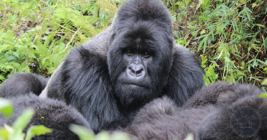 A mountain gorilla silverback in the forests of Volcanoes National Park, Rwanda