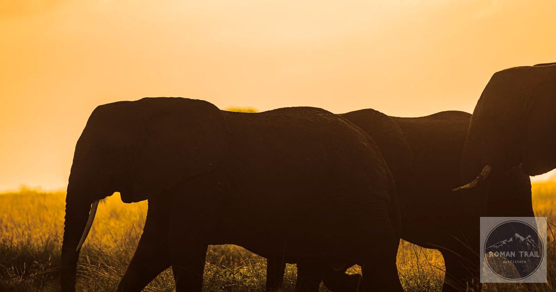 Elephant herd silhouetted against golden African sunset, safari packing list for women by Roman Trail Outfitters