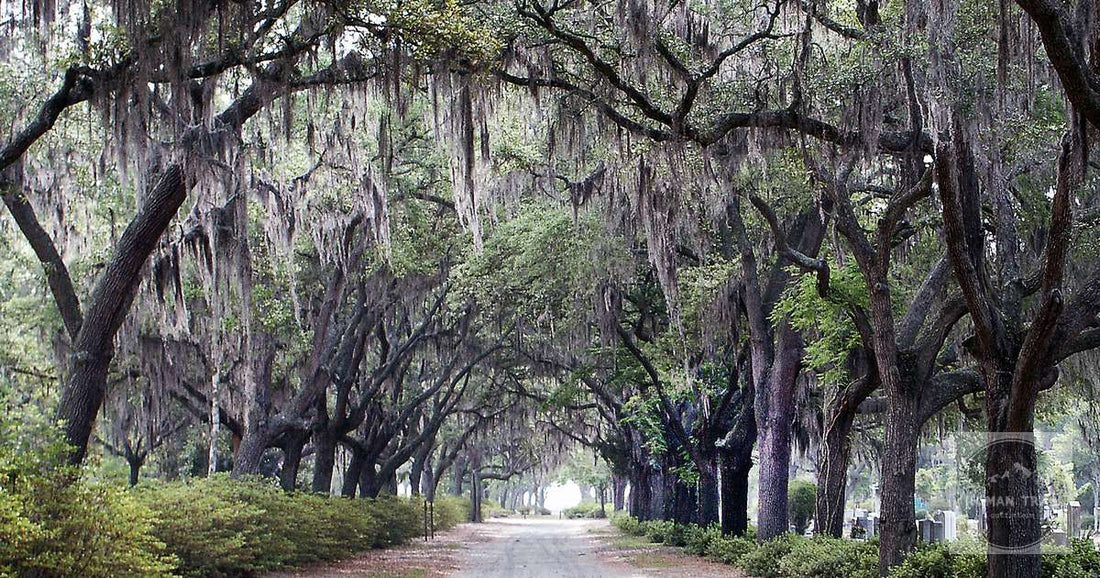 Live oaks hung with Spanish moss over a road in Savannah, Georgia