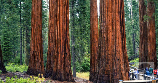 Towering sequoias stand tall in Sequoia National Park, California, USA.