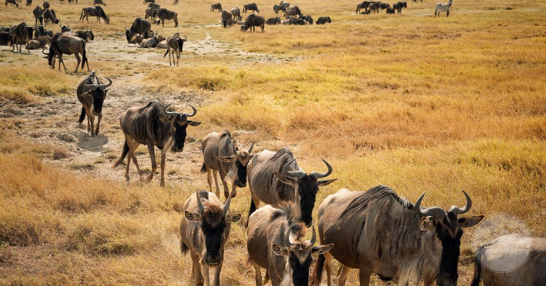 Migrating wildebeest on the plains of the Serengeti, Tanzania