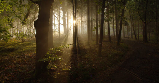 Golden sunbeams breaking through misty forest with a path curving into the light