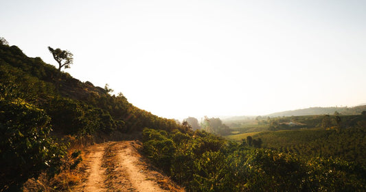 A dirt trail winding through golden hillside farmland toward an expansive hazy sunrise horizon