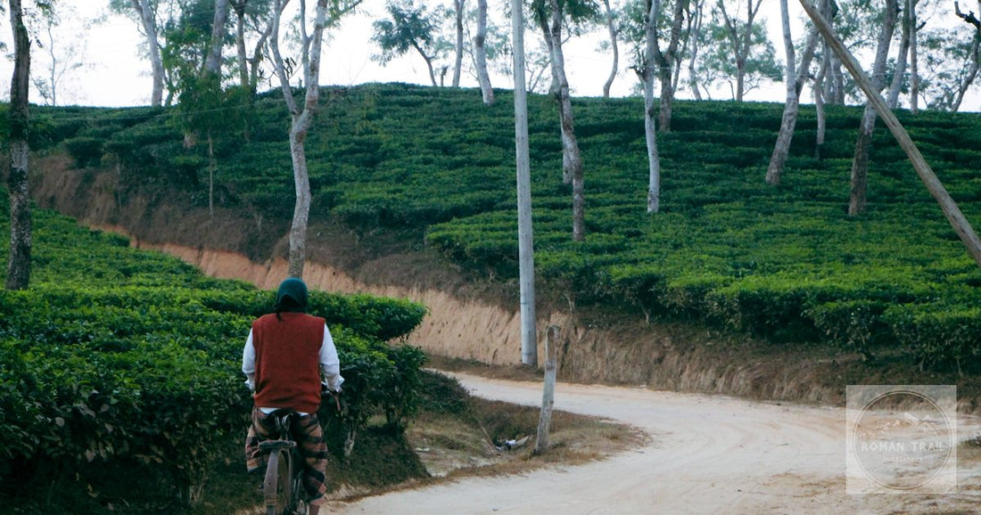A cyclist in the tea gardens at Sreemangal, Bangladesh, at sunrise