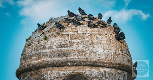Pigeons gather on a historic turret at Castillo de San Marcos, St. Augustine.
