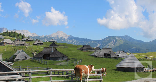 Herdsmen's huts and cattle on the Velika Planina plateau, Slovenia