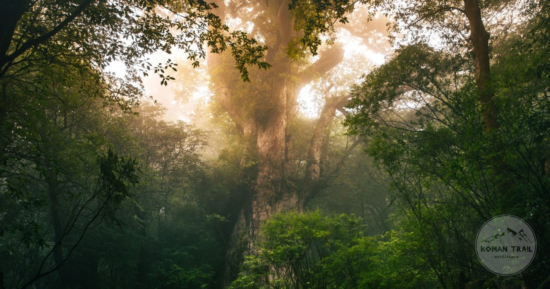 A towering cedar in the forest of Yakushima, Kagoshima Prefecture, Japan